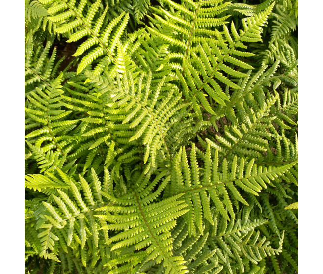 DRYOPTERIS AFFINIS