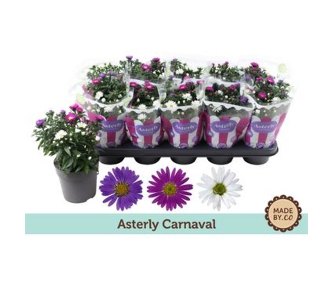 ASTER 3COULEURS