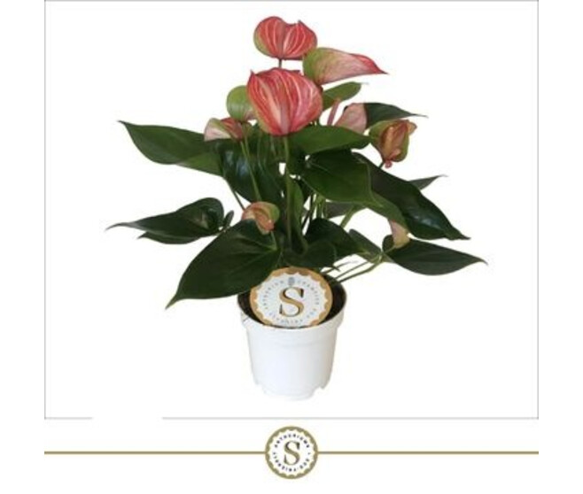 ANTHURIUM ANDREANUM LIVIUM