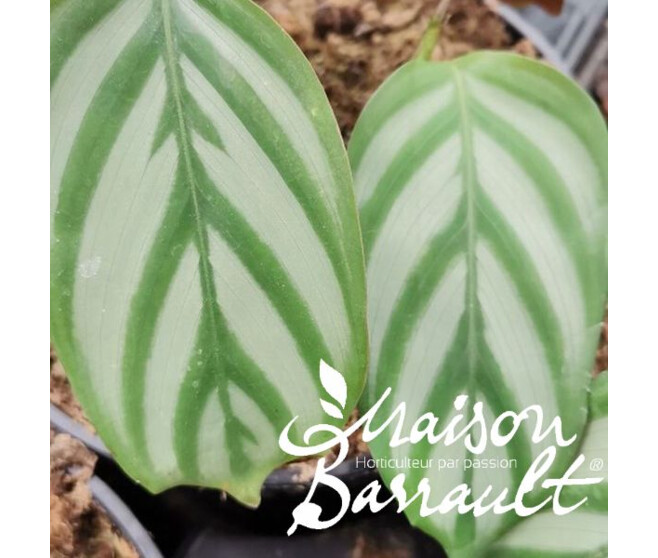 CALATHEA OPPENHEIMIANA