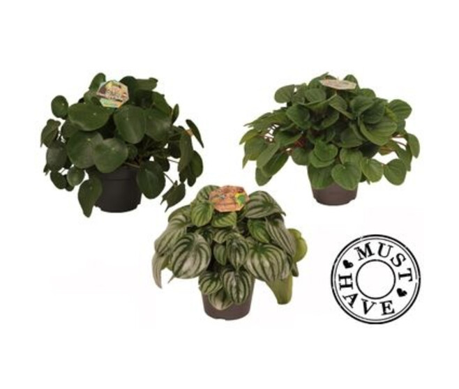 PEPEROMIA VARIE