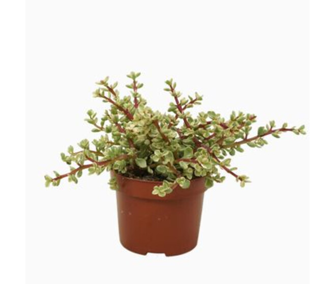 PORTULACARIA AFRA