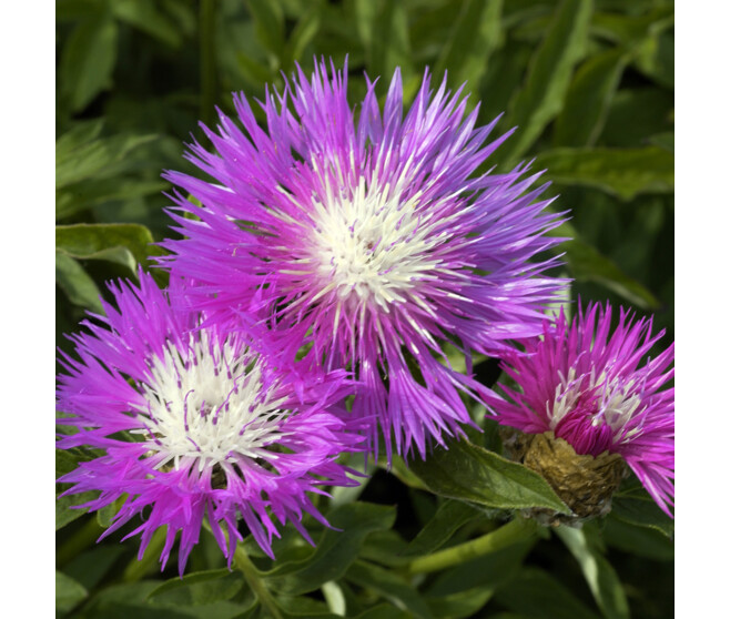 CENTAUREA DEALBALTA