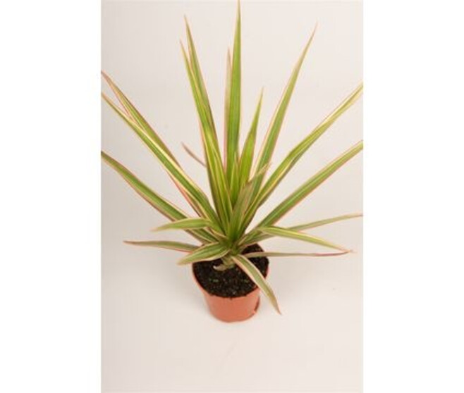 DRACAENA MARGINATA BICOLOR