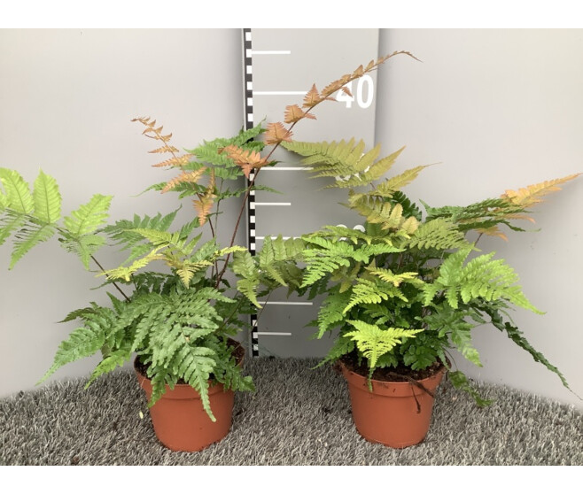 DRYOPTERIS ERYTHROSERA