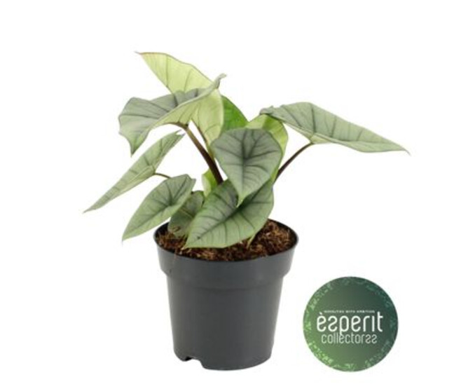 ALOCASIA PLATINUM