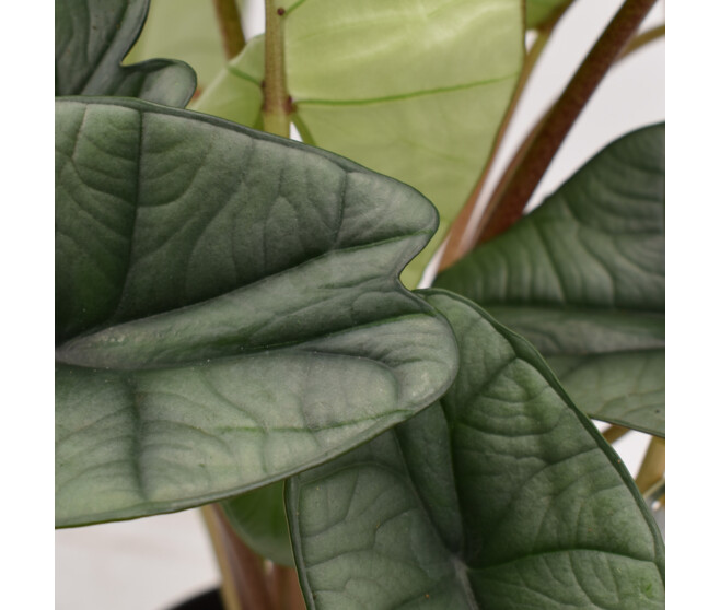 ALOCASIA PLATINUM
