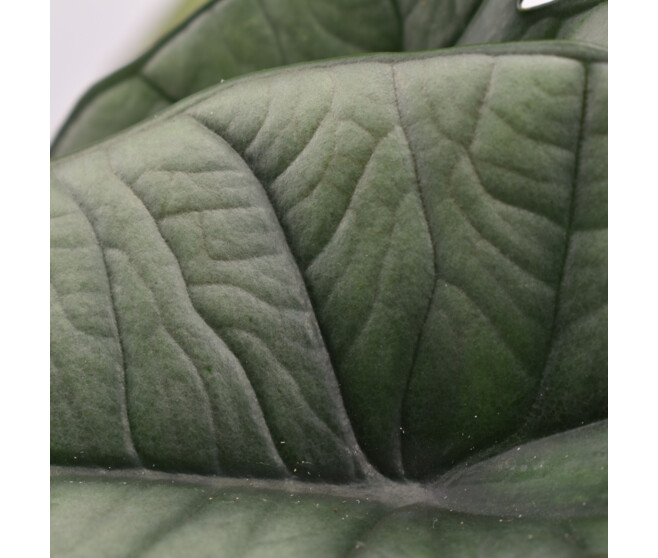 ALOCASIA PLATINUM