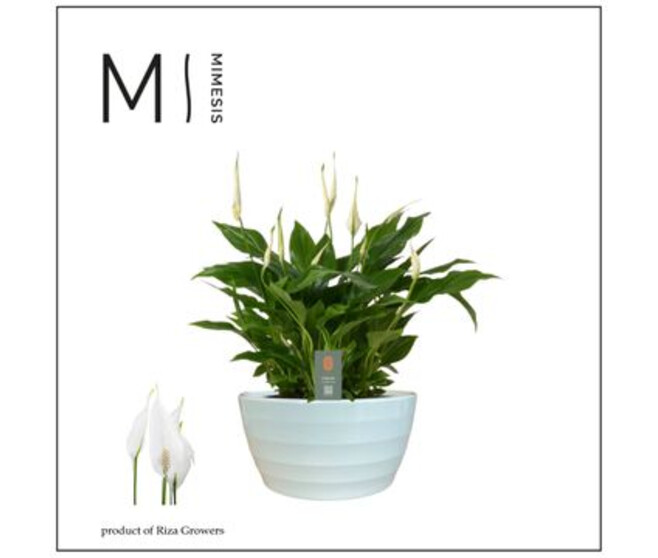 SPATHIPHYLLUM CHOPIN COUPE CERAM