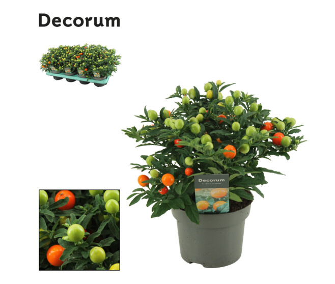 SOLANUM DECORUM