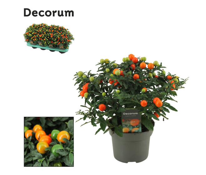 SOLANUM DECORUM