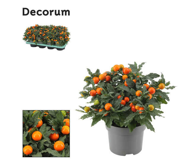 SOLANUM DECORUM