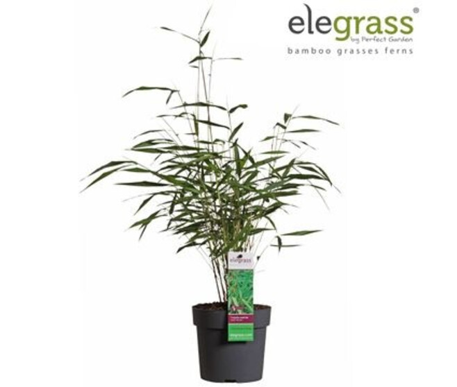 BAMBOU FARGESIA ASIAN WONDER