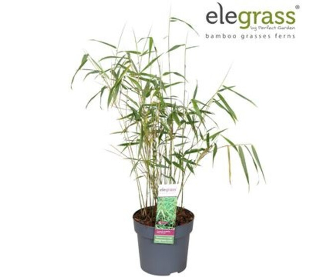 BAMBOU FARGESIA ASIAN WONDER