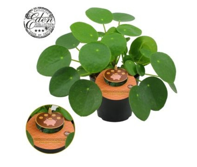 PILEA PEPEROMOIDES