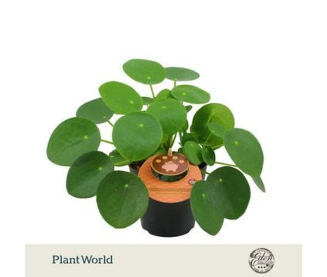 PILEA PEPEROMOIDES