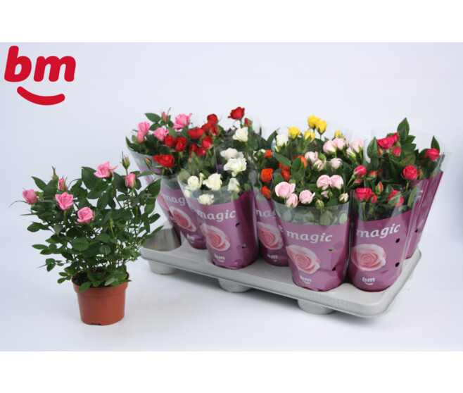 ROSIER BEAUMONDE VARIES