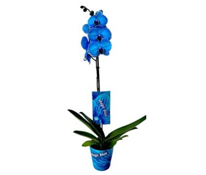 PHALAENOPSIS 1BR TEINTE  BLEU