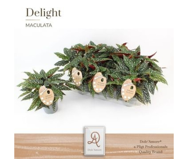 BEGONIA FEUILLAGE