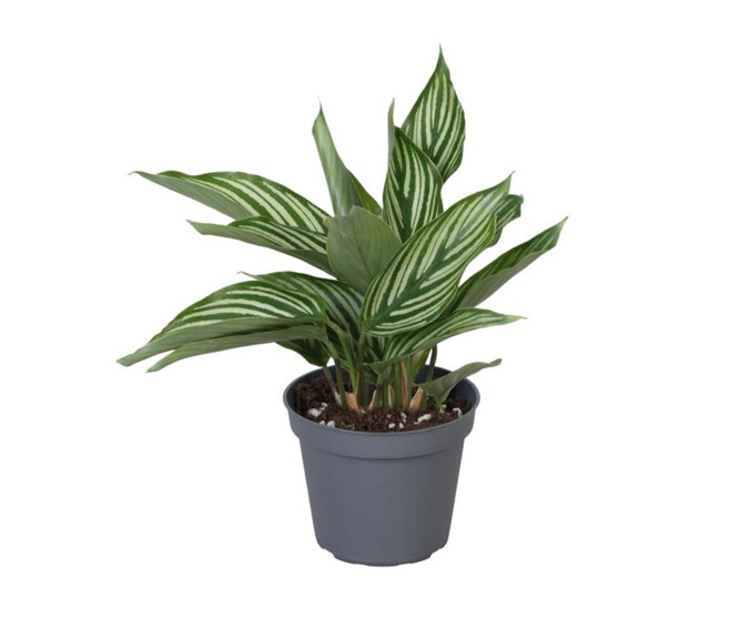 CALATHEA VITTATA