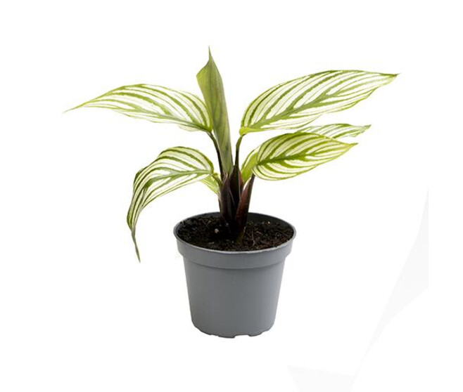 CALATHEA VITTATA
