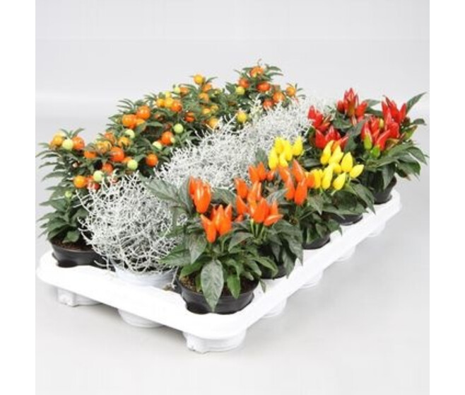 PLANTES EXT D AUTOMNE