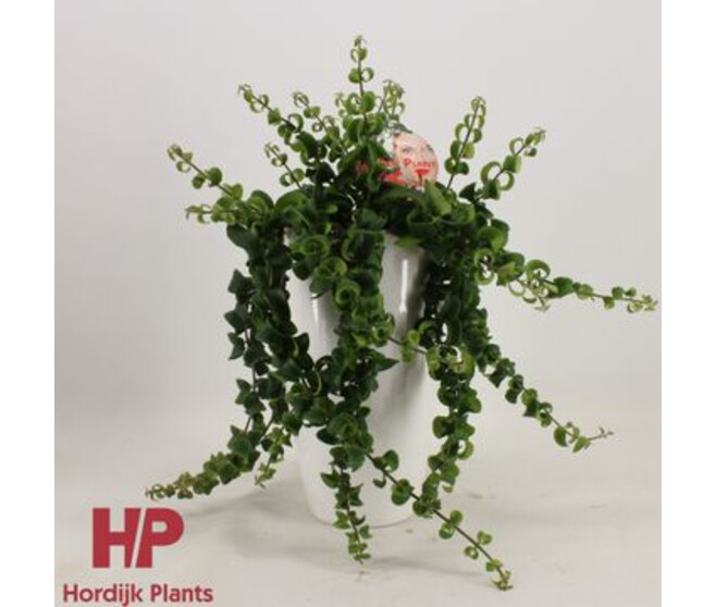 AESCHYNANTHUS RASTA CERAM
