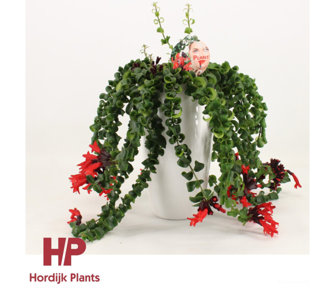 AESCHYNANTHUS RASTA CERAM