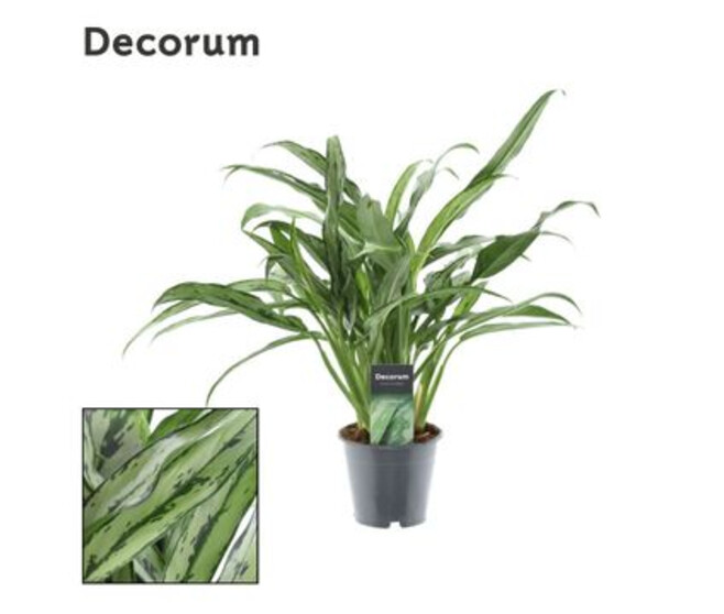 AGLAONEMA CUTLASS
