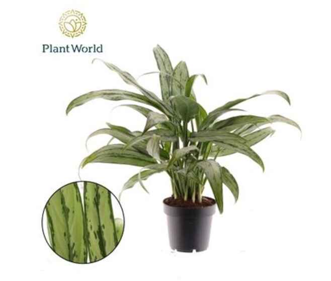 AGLAONEMA CUTLASS