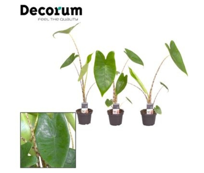 ALOCASIA ZEBRINA