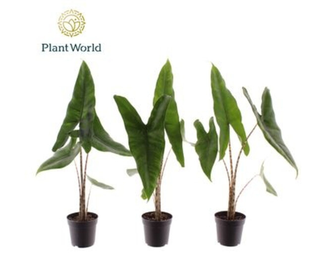 ALOCASIA ZEBRINA