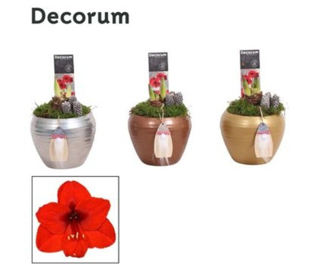 AMARYLLIS 2TIGES CERAM DECO