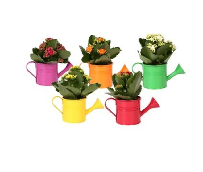 KALANCHOE FL DBLE ARROSOIR ZINC