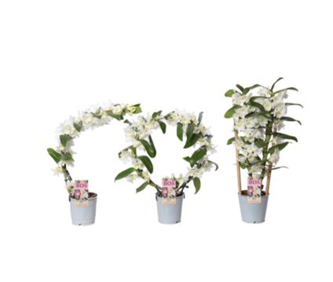 DENDROBIUM NOBILE FORME VARIEE
