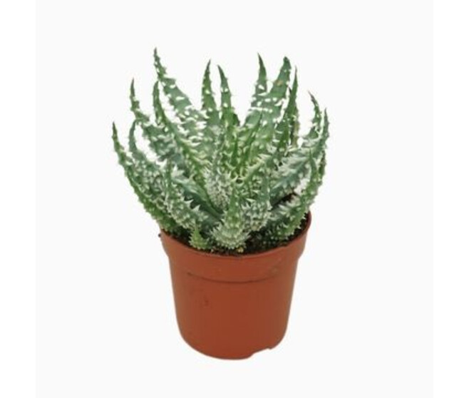 ALOE HUMILIS