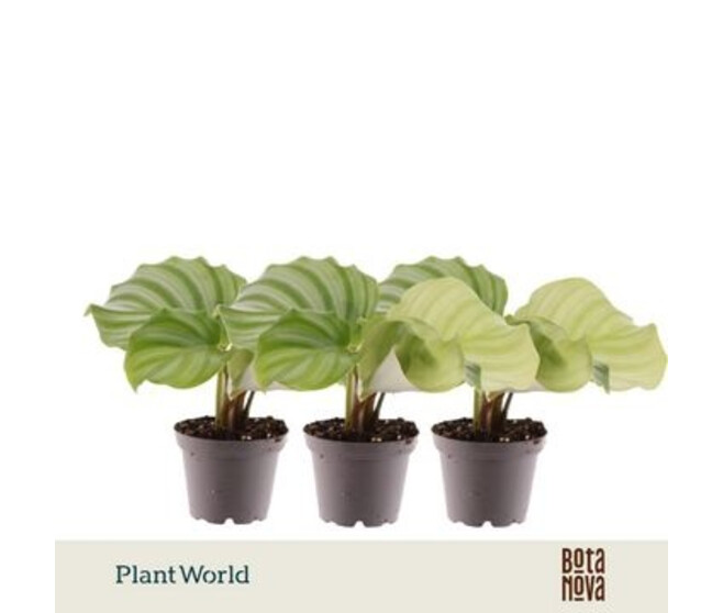 CALATHEA ORBIFOLIA