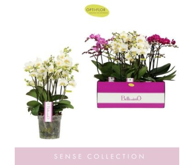 PHALAENOPSIS 4BR BELLISIMO