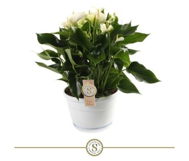 ANTHURIUM ANDREANUM BLANC CHAMPION COUPE
