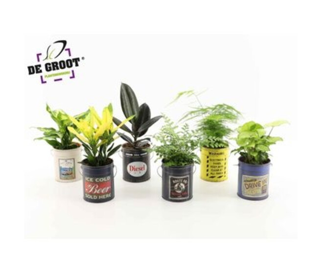 PLANTES VERTES VARIEES ZINC