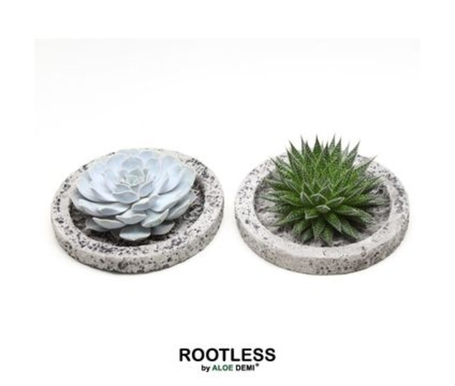SUCCULENTE PLATEAU MINERAL