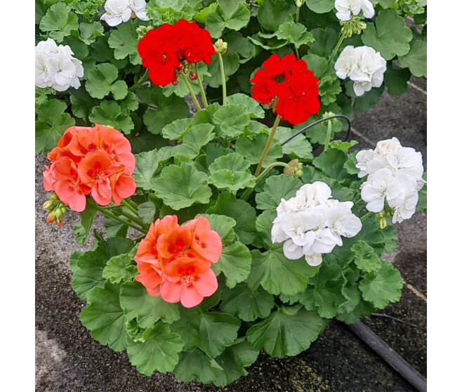 GERANIUM ZONAL 3COULEURS