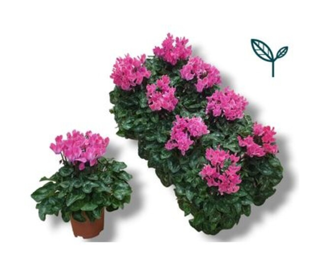 CYCLAMEN SUPER SERIE ROSE