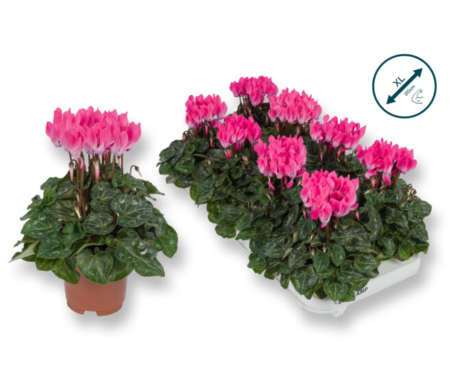 CYCLAMEN SUPER SERIE ROSE