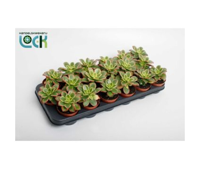 AEONIUM TRICOLOR
