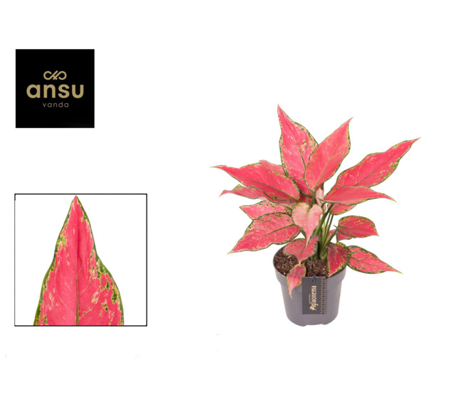 AGLAONEMA CHERRY BABY