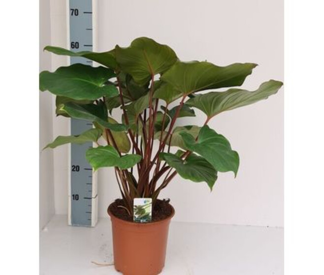 HOMALOMENA
