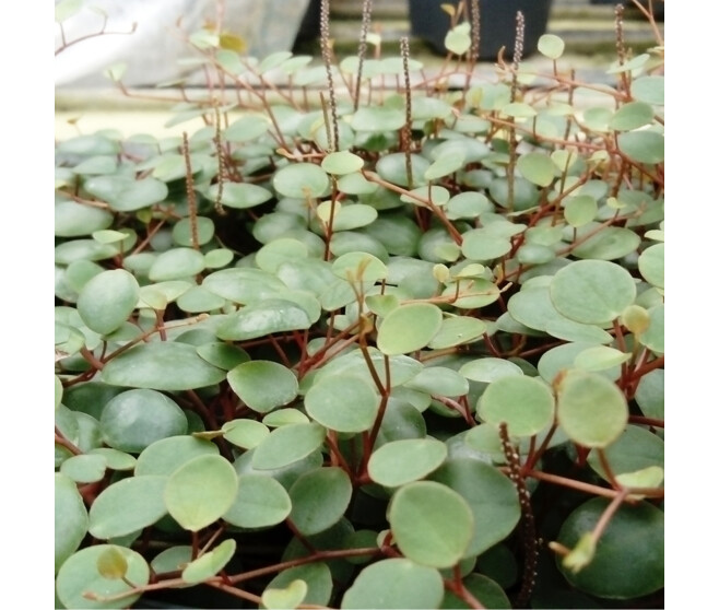 PEPEROMIA PEPPERSPOT
