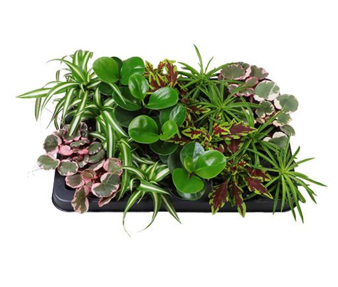 PLANTE VERTE VARIEE