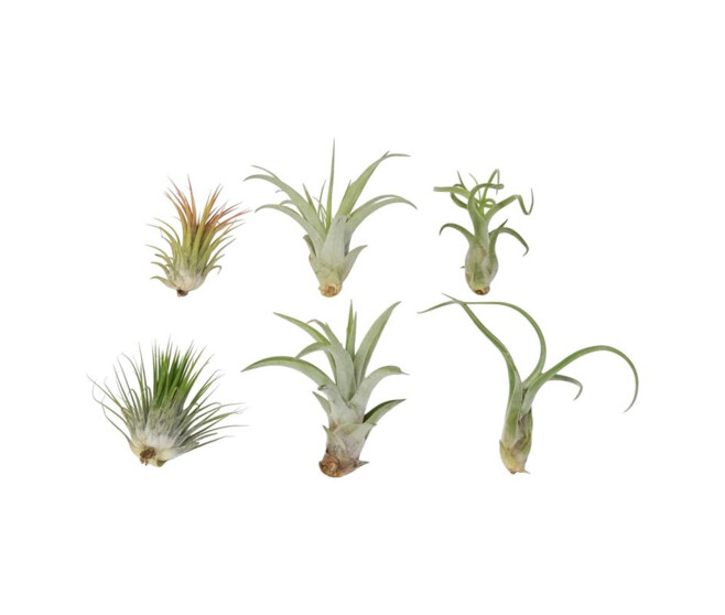 TILLANDSIA IONANTHA